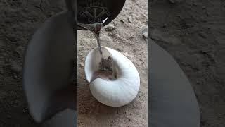 Aluminum Snail Shell Casting: Upcycling Metal into Art #shorts #viralvideo #restoration #reels