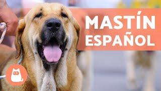 MASTÍN ESPAÑOL  Características, Adiestramiento y Carácter