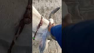 Ultimate Resolution for save iGC #shorts #youtubeshorts #tncwellness #gaumata