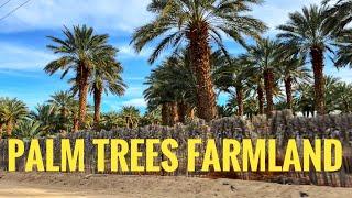 Palm Trees  Farmland Ride Thru in Mecca , California