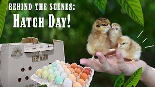 Behind the Scenes: Hatch Day!︱Greenfire Farms