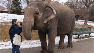 Lucy the elephant approaching her 50th birthday