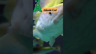 ABC Sea Animal Song Alphabet A #alphabet #animals #sea #kids #abcd #english #fish #nurseryrhymes