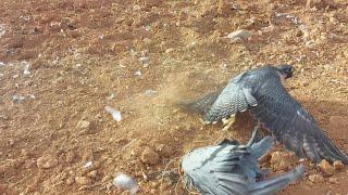 The easiest way to hunt the peregrine falcon - pigeon and net