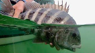 Sheepshead Fishing | Savannah GA