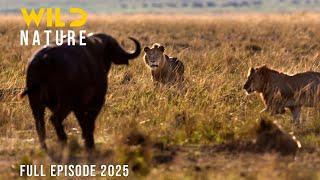 VICTORIA FALLS | Predators and Prey in the Land of the Great Cascade | Animal documentary