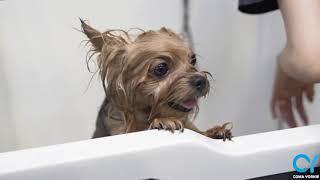 how can i wash yorkshire terrier:))