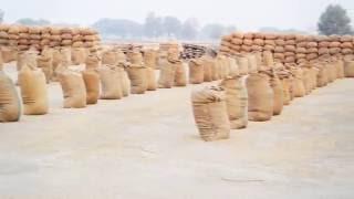 Dhaan - A Documentary about the Rice crop in Pakistan