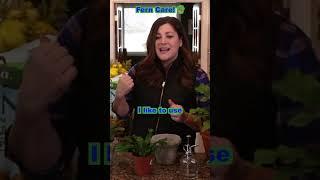 How to Care for Ferns! 🪴 // Garden Answer