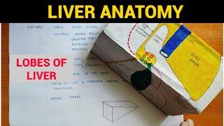 Liver Anatomy (2/4) | Lobes of Liver | EOMS