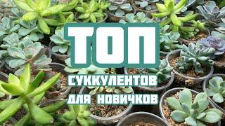 Топ 7 суккулентов для начинающих