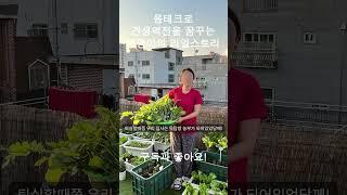 청량리에서 재개발 몸테크하는 댕댕이 intro #shorts