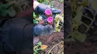 Amazing color of sweet potato #gardening
