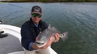 schooling REDFISH in savannah