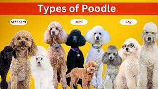 9 Types of Poodle Colors & Their Roles