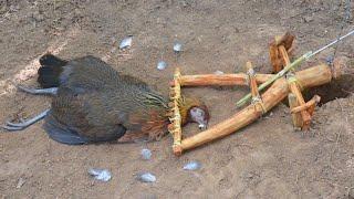 technique to make trap for catching wild chicken in forest