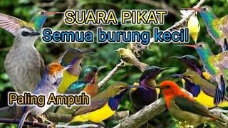 Suara pikat semua burung kecil mp3 PALING AMPUH