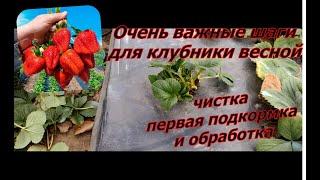 Зачистка и первая обработка клубники весной,первая подкормка