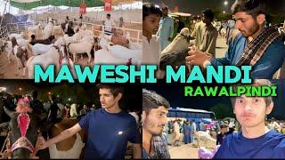 Rawalpindi Bakra mandi 2024 | Mazail Chowk Mandi Vlog | Counter Vlogs