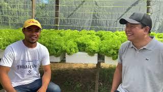 Low-cost Greenhouse Using Hydroponics Kratky Method (with English subtitle) | Nars Adriano