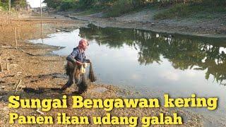 MENCARI IKAN SAAT SUNGAI BENGAWAN MENGERING TAK DISANGKA MASIH ADA UDANG GALAH IKAN NILA DAN GABUS