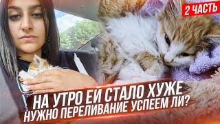 В конце ШОК! Спасение котенка с трассы, которого съели блохи. Успели ли спасти? Последняя часть.