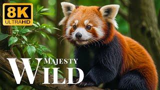 Wild Majesty 8K ULTRA HD - Relaxing Animal Documentary With Soft Sounds