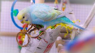 Baby Budgie Rainbows sounds for 1 hour of joyful chirping and playing