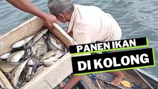 Penen Ikan Di Kolong Rumah Part 1