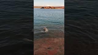 Silly Old Dog Decides He's Done Fetching The Stick & Switches To Hunting For Fish - Sand Hollow