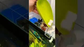 Best filter system for aquarium #fish #aquarium #shorts #viralvideo #filter #shortfeed #pets #new