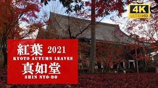 【4K】KYOTO Shin nyo-do AutumnLeaves2021