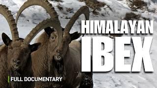 Meet the Himalayan Ibex: India's Mountain Monarchs | Full Documentary | Autentic Nature