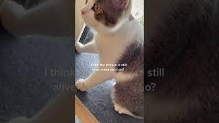 #funny #funnyshorts #funnymemes #memes #cat #pets #cute #fyp#PP