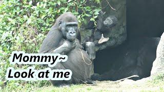 Gorilla baby's growth diary: mom Iriki started to have some break / 金剛猩猩媽媽Iriki開始可以翹腳休息了