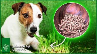 How To Improve Dog Gut Health - 4 Simple Ways To Do It | Ultimate Pet Vet
