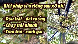 Giải pháp đậu trái, chống rụng trái non sầu riêng sau khi xổ nhị | Sau xổ nhị bón phân gì?