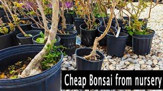 Cheap bonsai, finding Bonsai material at local nursey.
