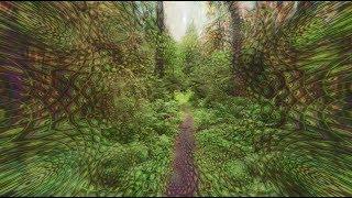 Synesthetic forest walk (Psychedelic replication)