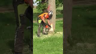 How to safely fell a Sycamore Tree!