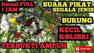 SUARA PIKAT SEGALA JENIS KOLIBRI KONIN,SOGON,KORLAP,SEPAH RAJA DURASI FULL 1JAM.mp4