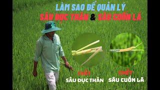 Làm sao để quản lý sâu đục thân và sâu cuốn lá hiệu quả?