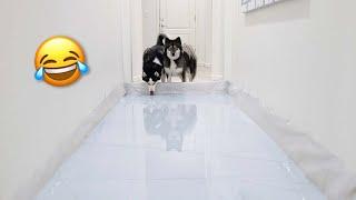 Hallway Full Of Water Prank On My Huskies!
