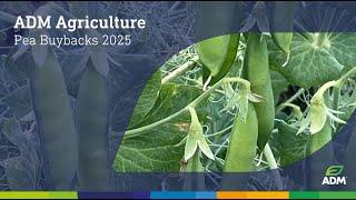 ADM Agriculture Pea Buybacks 2025