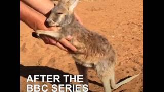 Inside Australia’s baby kangaroo sanctuary