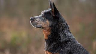 How to Manage Shedding with an Australian Cattle Dog