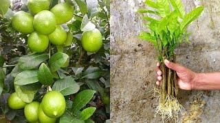 How to propagate lemon tree from cuttings || lemon tree cuttings easy method