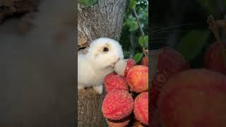 Little rabbit sucking lychee juice Cute pet debut plan Rabbit Pastoral cute pet