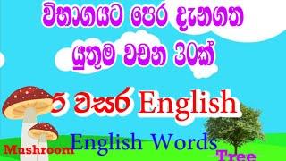 Grade 5 English || 5 wasara English || English words