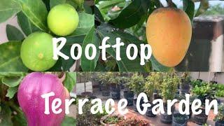 Organic Fruits And Vegetables Rooftop Terrace Garden Tour